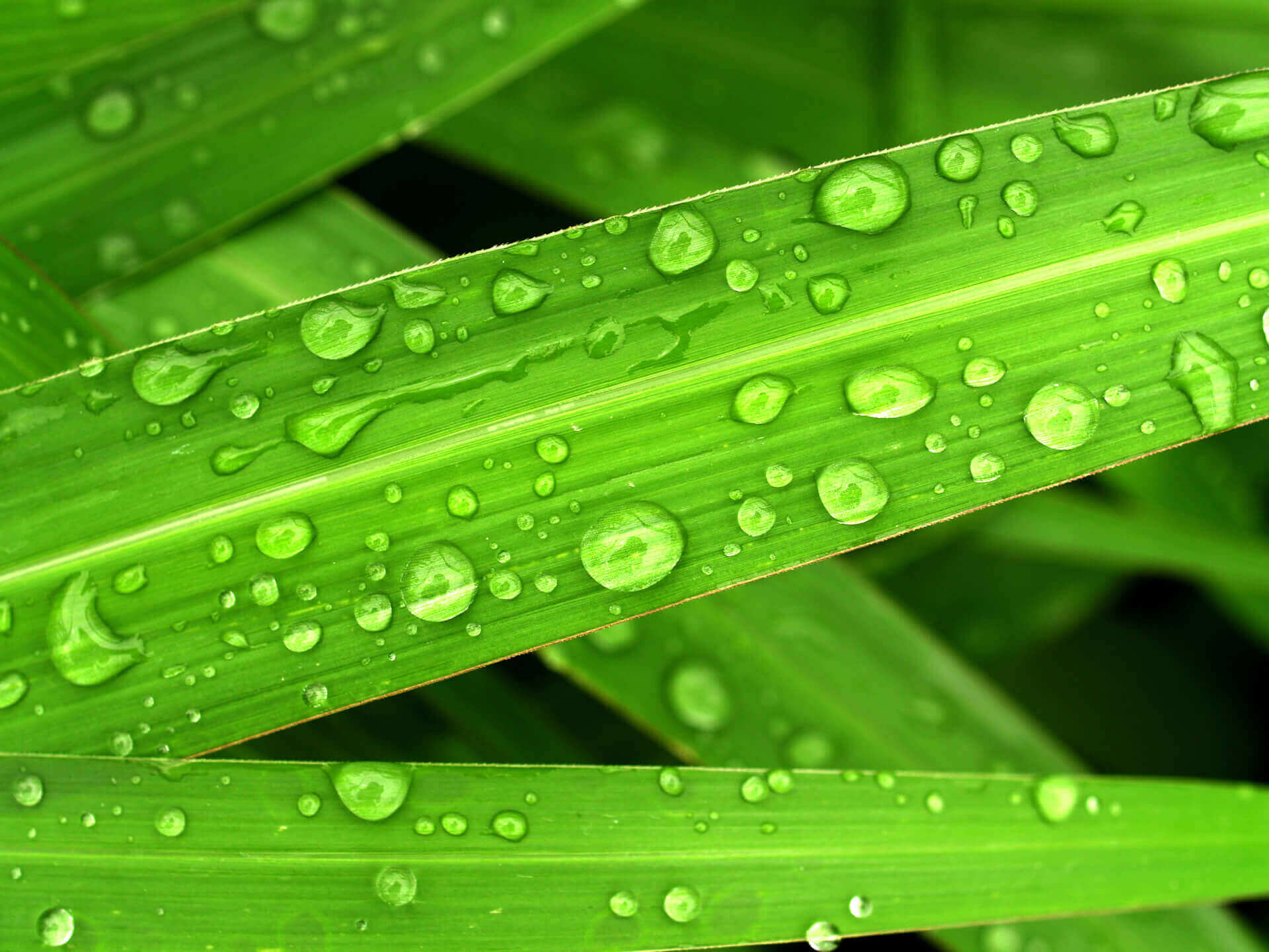 leaf-nature-water-green-freshness-dew-1440543-pxhere-com.jpg